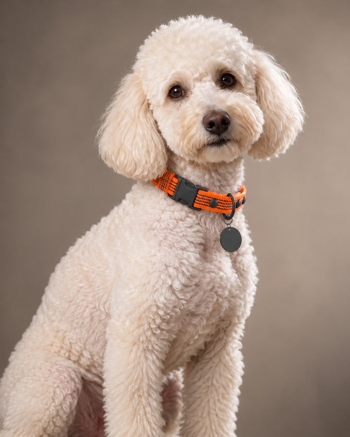 Collar QUICK, Orange / Black, an einem Hund