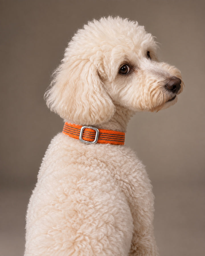 Collar QUICK, Orange / Silver, an einem Hund