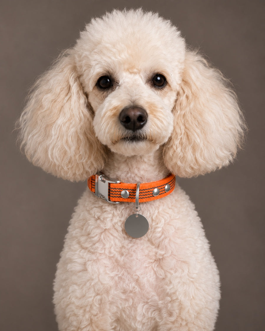 Collar QUICK, Orange / Silver, on a dog