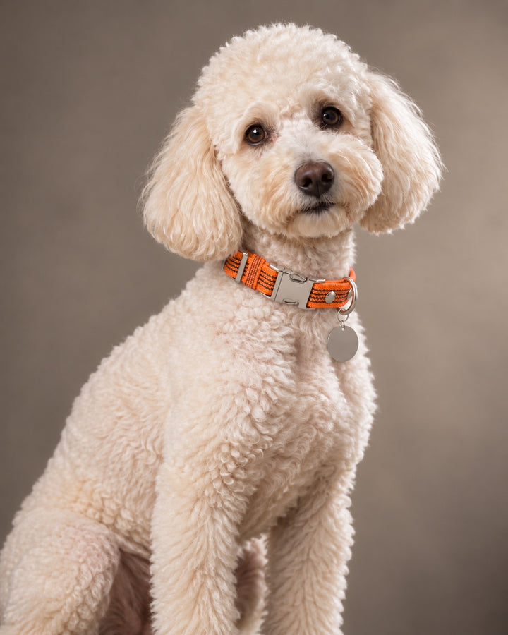 Collar QUICK, Orange / Silver, an einem Hund