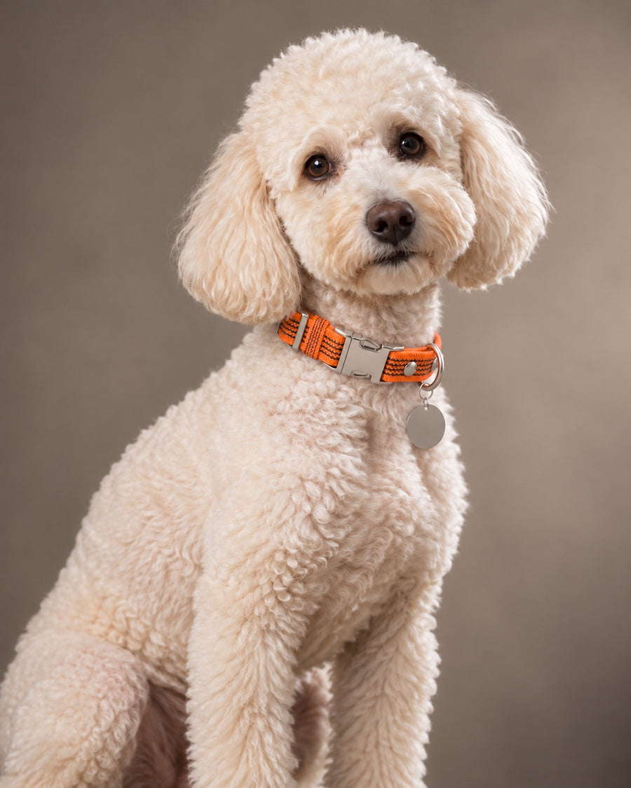 Collar QUICK, Orange / Silver, on a dog