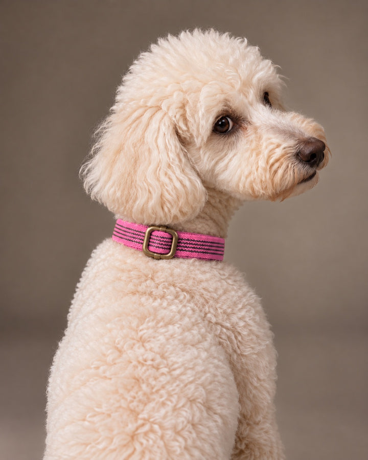 Collar QUICK, Pink / Antique, an einem Hund