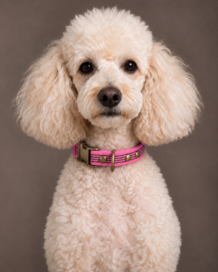 Collar QUICK, Pink / Antique, an einem Hund