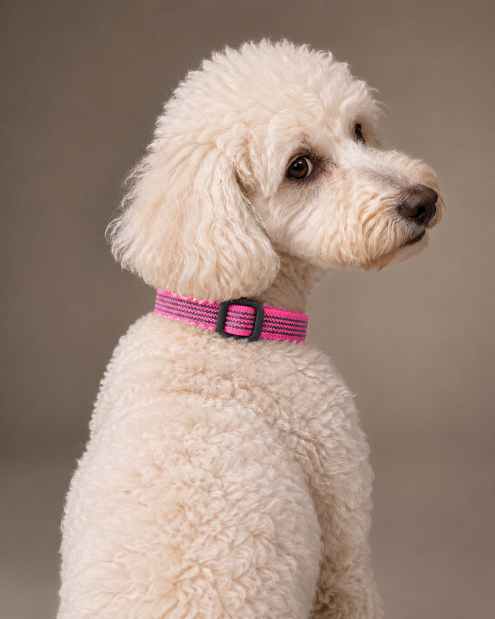 Collar QUICK, Pink / Black, an einem Hund