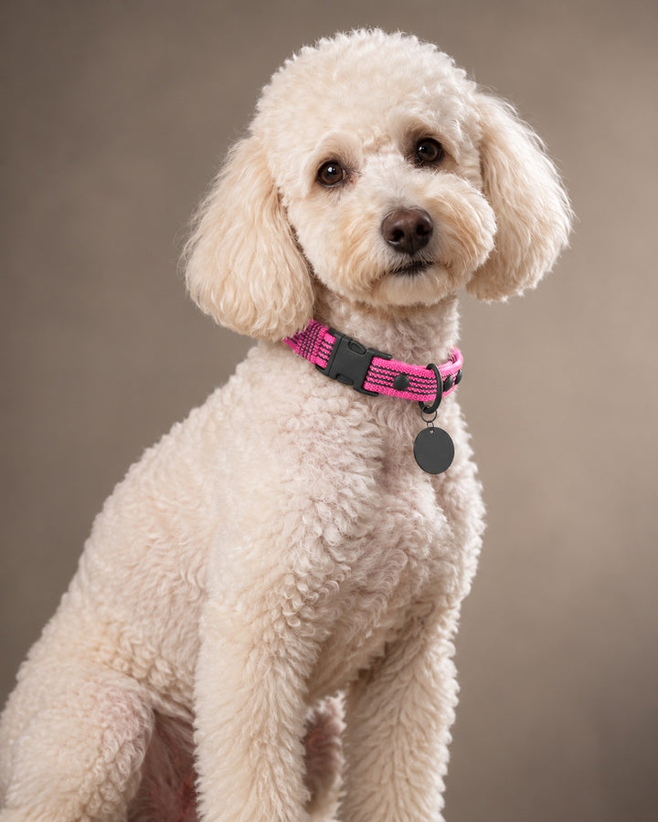 Collar QUICK, Pink / Black, an einem Hund
