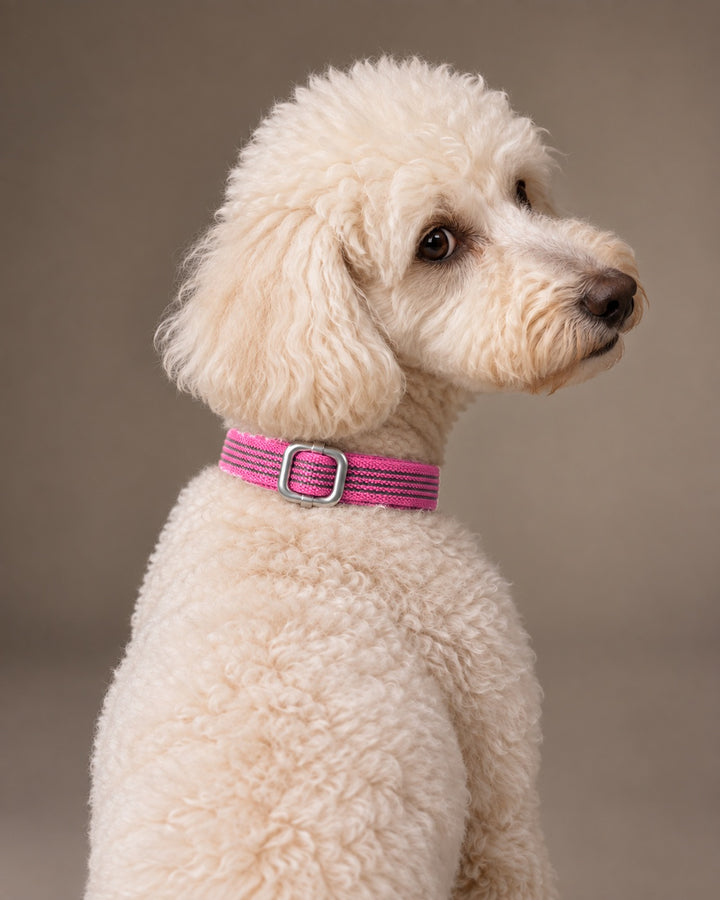 Collar QUICK, Pink / Silver, an einem Hund