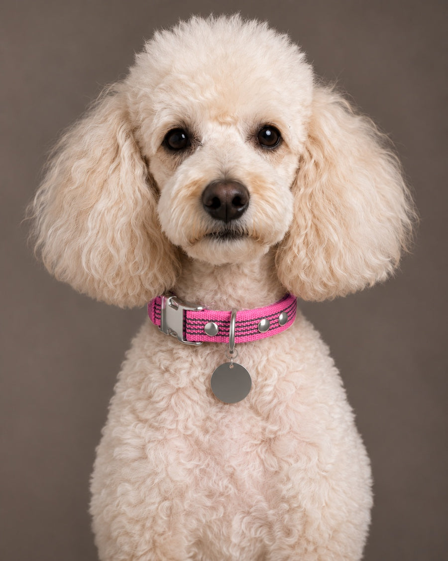 Collar QUICK, Pink / Silver, on a dog