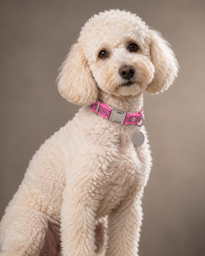 Collar QUICK, Pink / Silver, an einem Hund