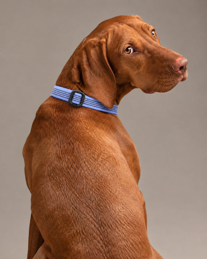 Collar QUICK, Purple / Black, an einem Hund