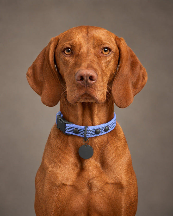 Collar QUICK, Purple / Black, an einem Hund
