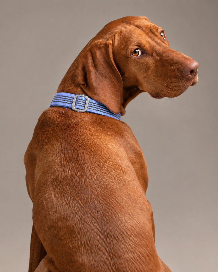 Collar QUICK, Purple / Silver, an einem Hund