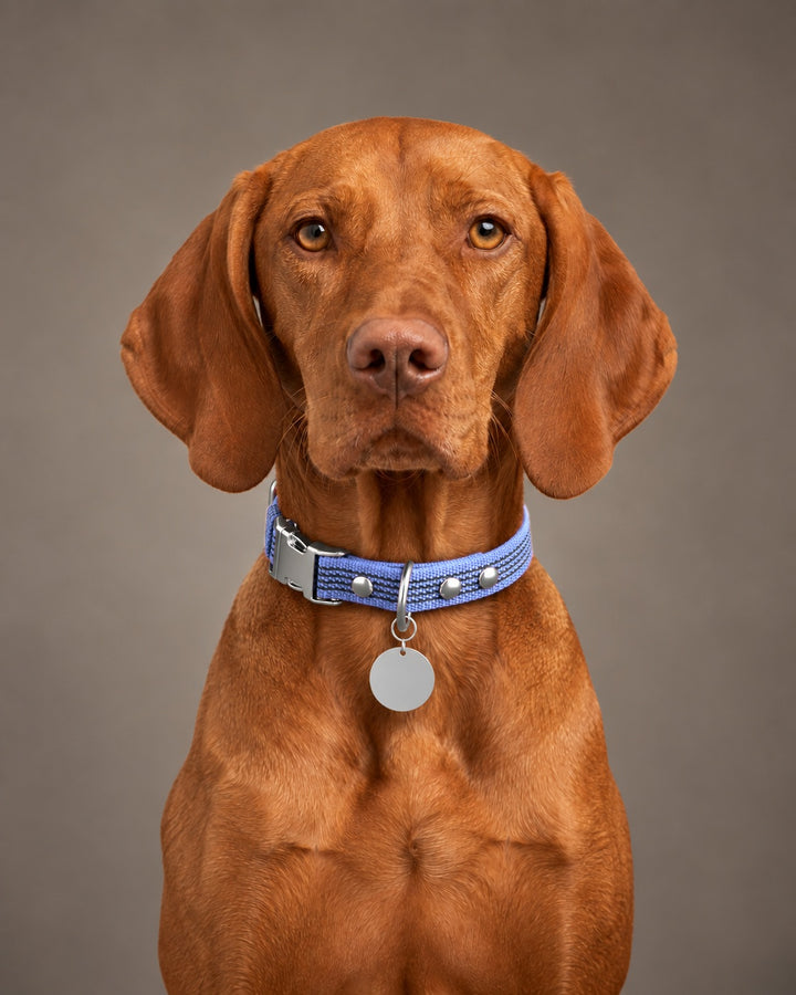 Collar QUICK, Purple / Silver, an einem Hund