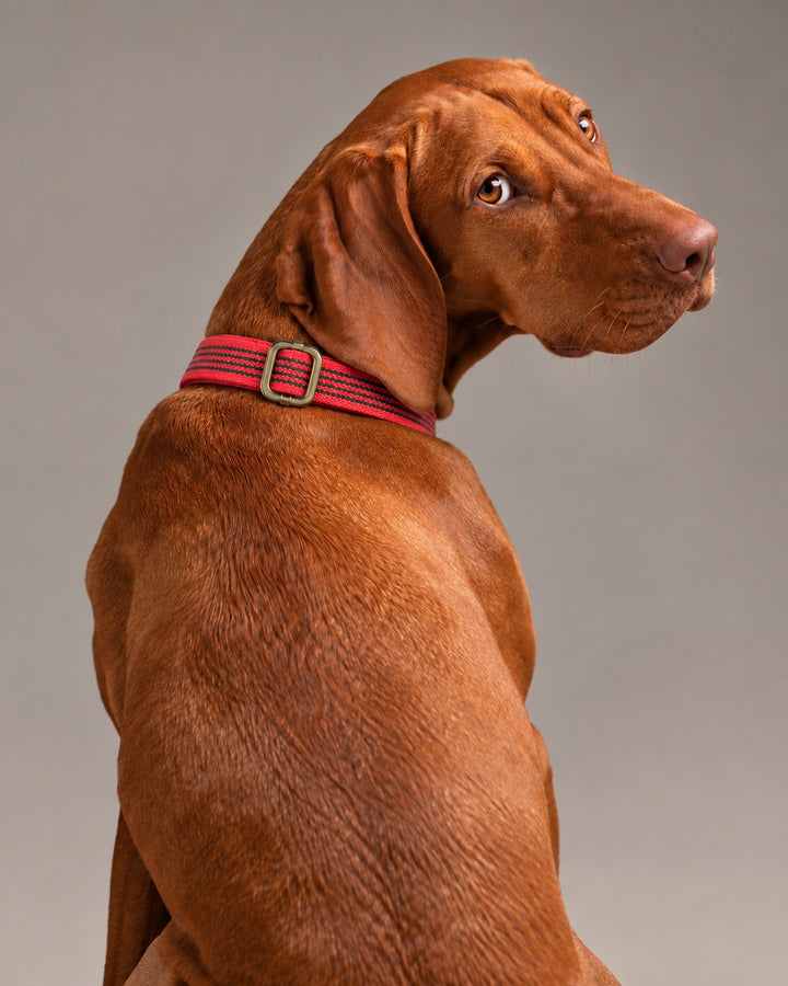 Collar QUICK, Red / Antique, an einem Hund