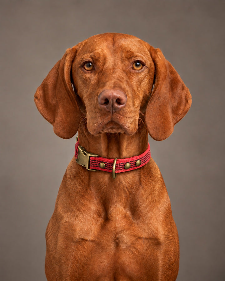 Collar QUICK, Red / Antique, an einem Hund