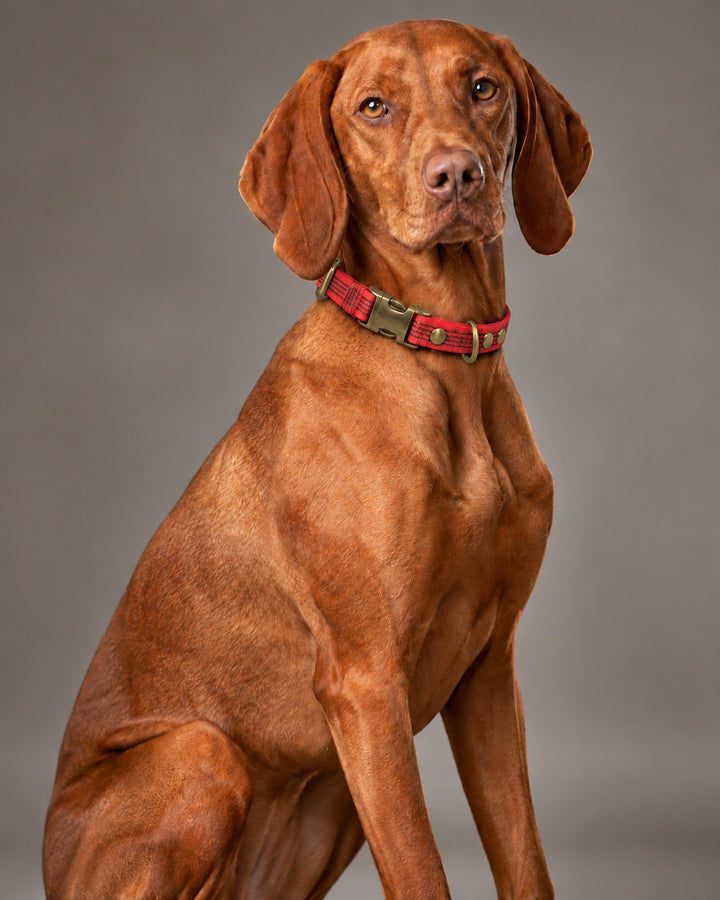 Collar QUICK, Red / Antique, an einem Hund