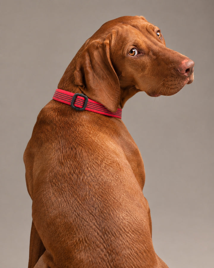 Collar QUICK, Red / Black, an einem Hund