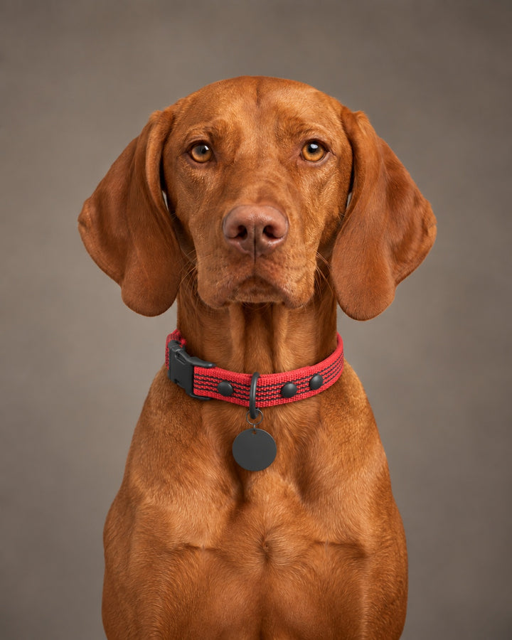 Collar QUICK, Red / Black, an einem Hund