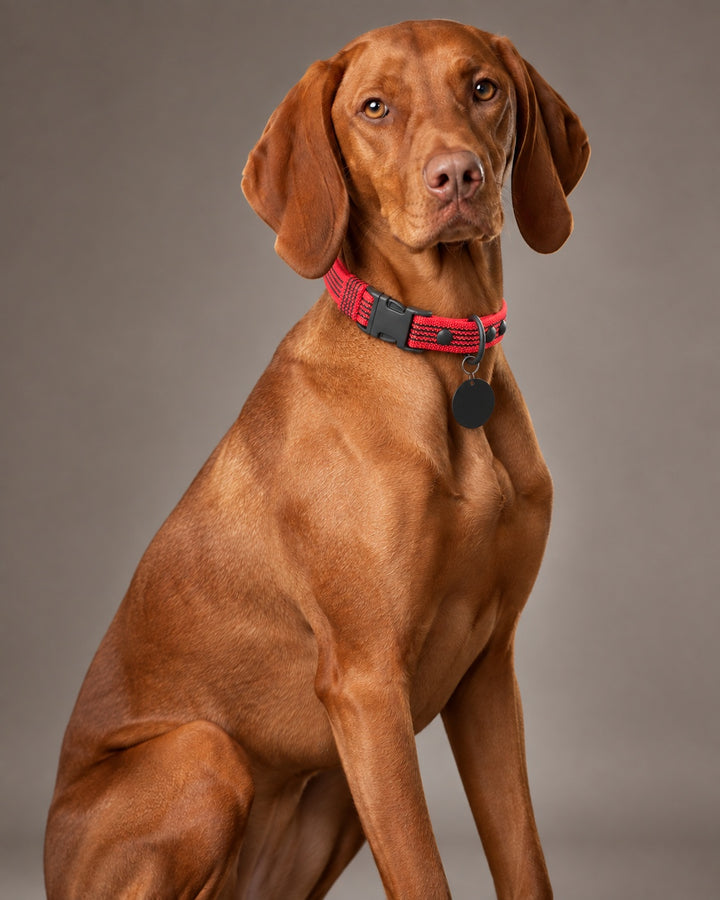 Collar QUICK, Red / Black, an einem Hund