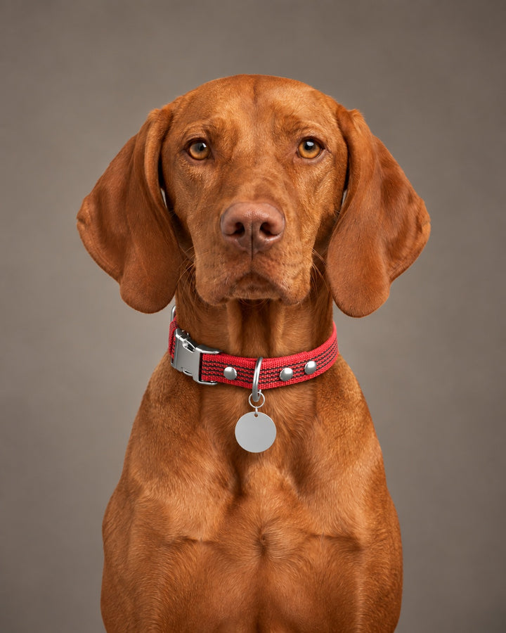 Collar QUICK, Red / Silver, an einem Hund