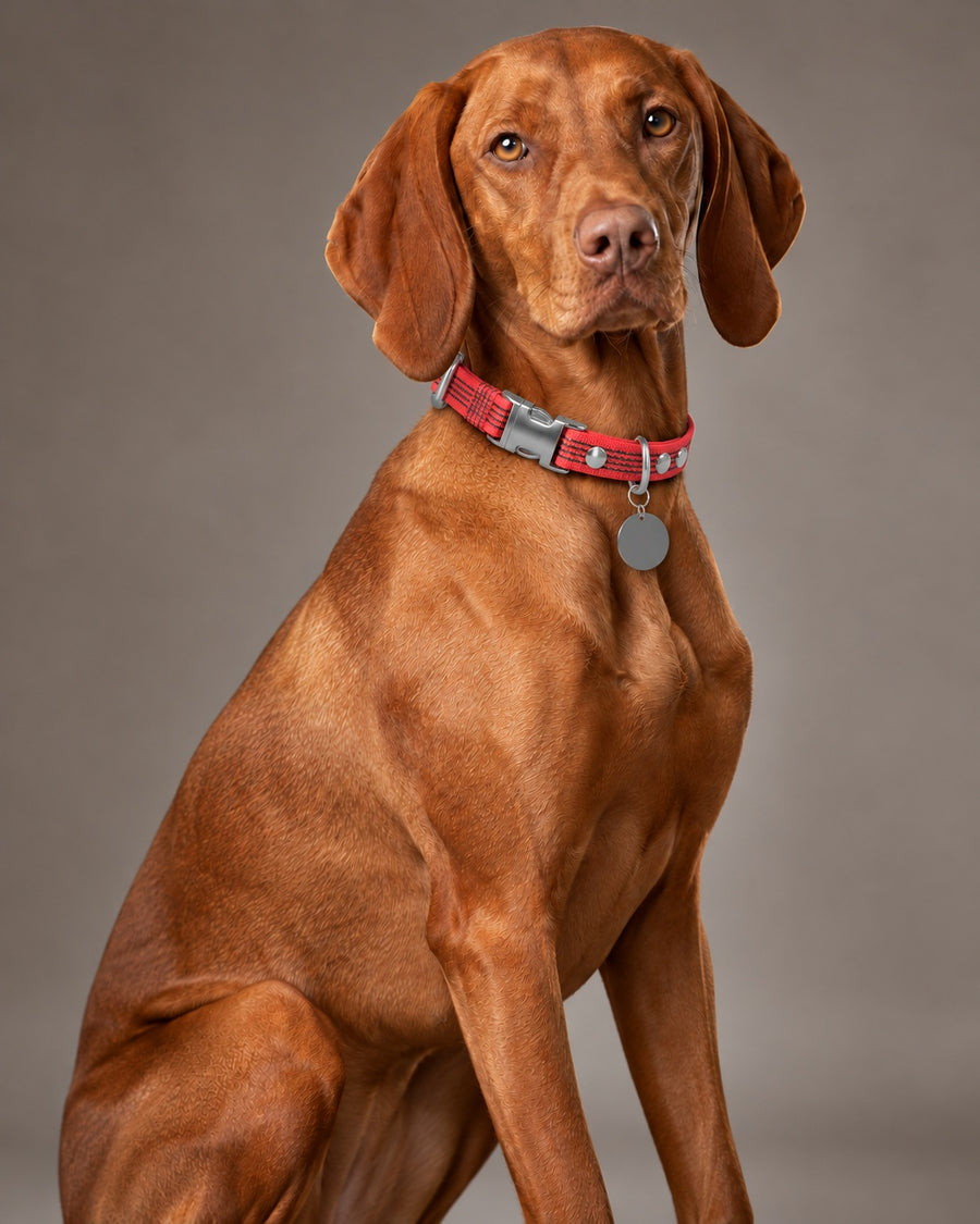 Collar QUICK, Red / Silver, on a dog