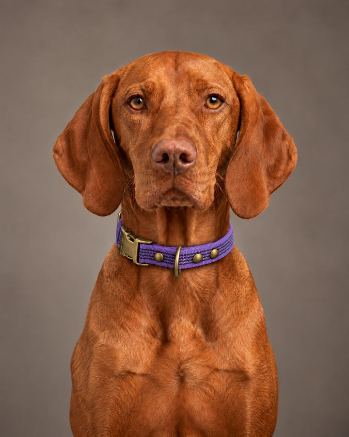 Collar QUICK, Violet / Antique, an einem Hund