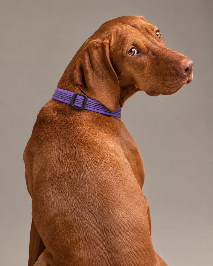 Collar QUICK, Violet / Black, an einem Hund