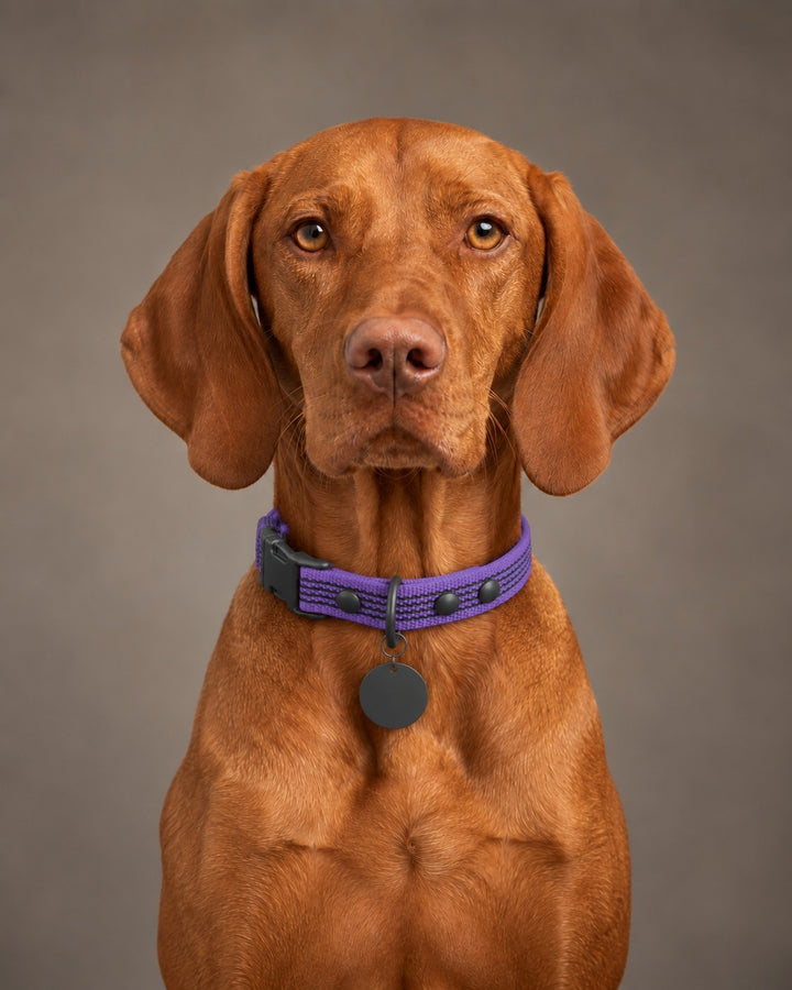 Collar QUICK, Violet / Black, an einem Hund