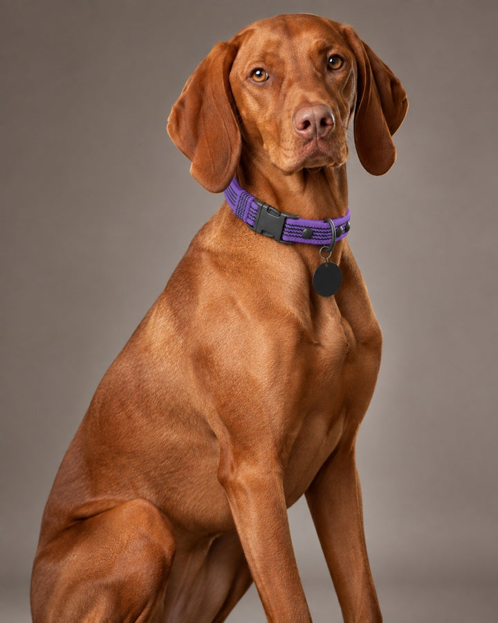 Collar QUICK, Violet / Black, an einem Hund