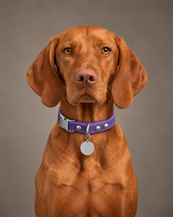 Collar QUICK, Violet / Silver, an einem Hund