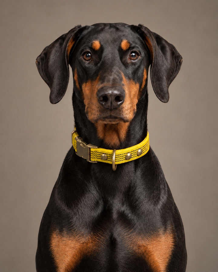 Collar QUICK, Yellow / Antique, an einem Hund