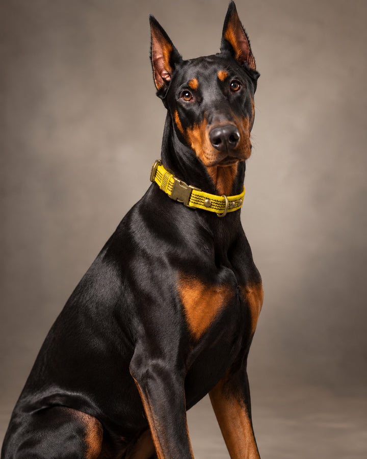 Collar QUICK, Yellow / Antique, an einem Hund