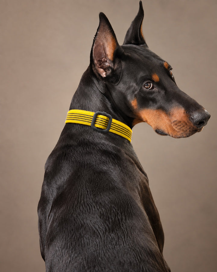 Collar QUICK, Yellow / Black, an einem Hund
