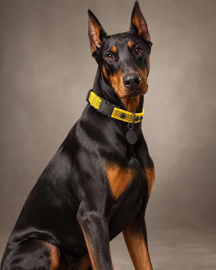 Collar QUICK, Yellow / Black, an einem Hund