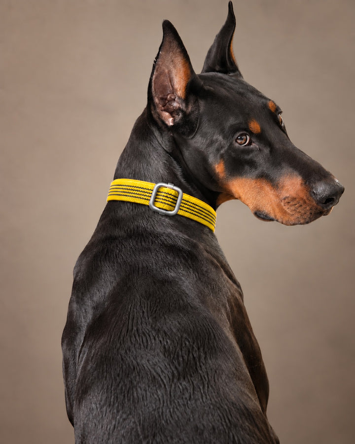 Collar QUICK, Yellow / Silver, an einem Hund