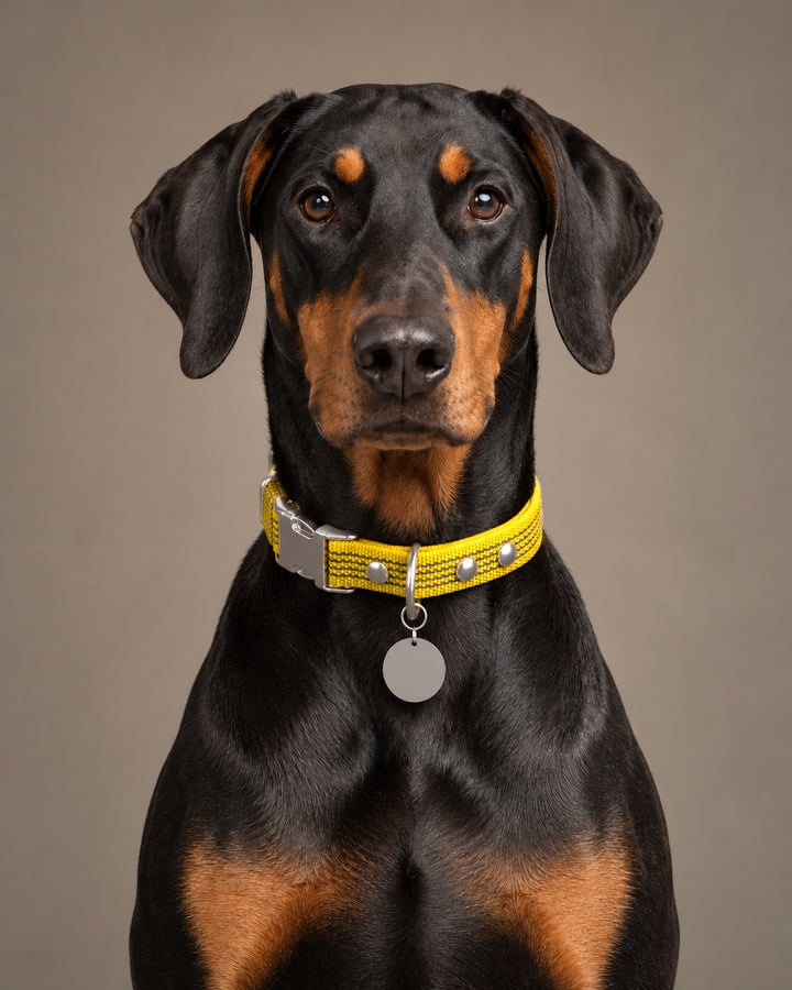 Collar QUICK, Yellow / Silver, an einem Hund