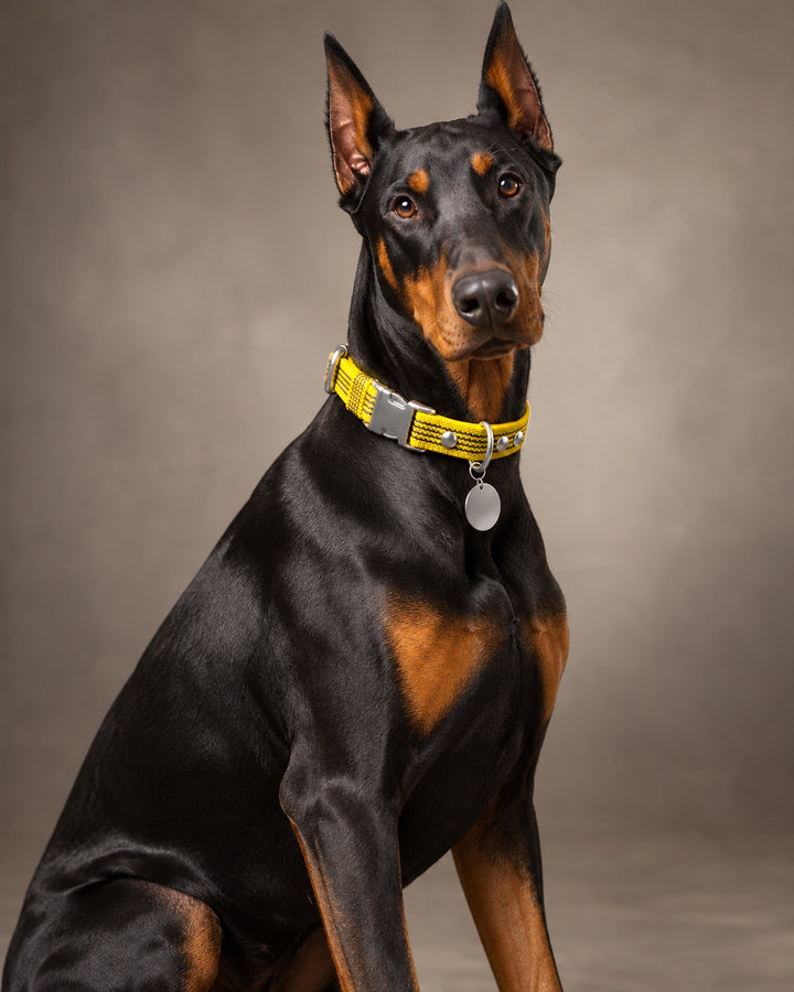 Collar QUICK, Yellow / Silver, an einem Hund