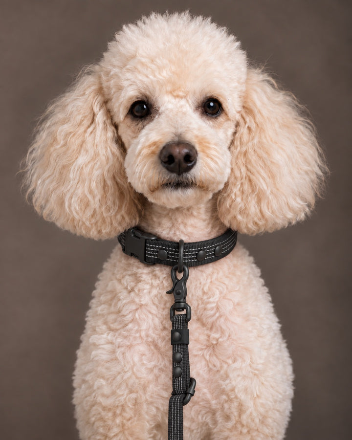 Leash FLEX, Black / Black, on a dog