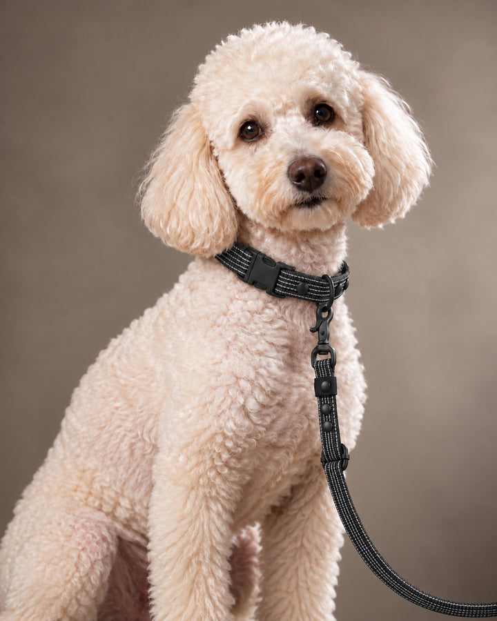 Leash FLEX, Black / Black, on a dog