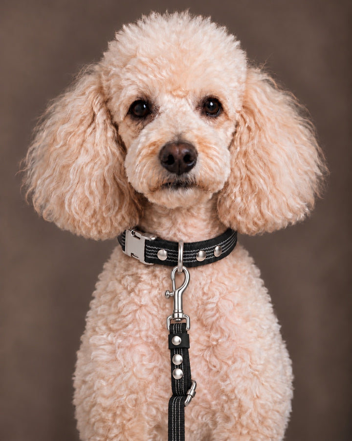 Leash FLEX, Black / Silver, on a dog