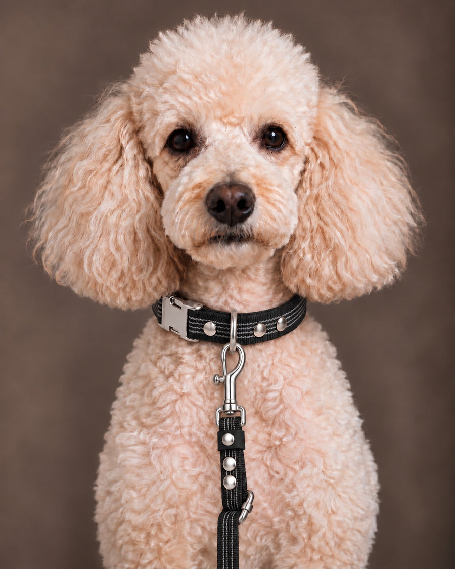 Leash FLEX, Black / Silver, on a dog