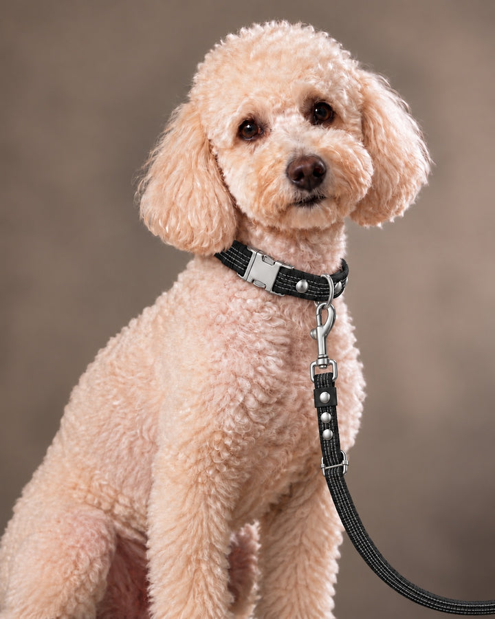 Leash FLEX, Black / Silver, on a dog