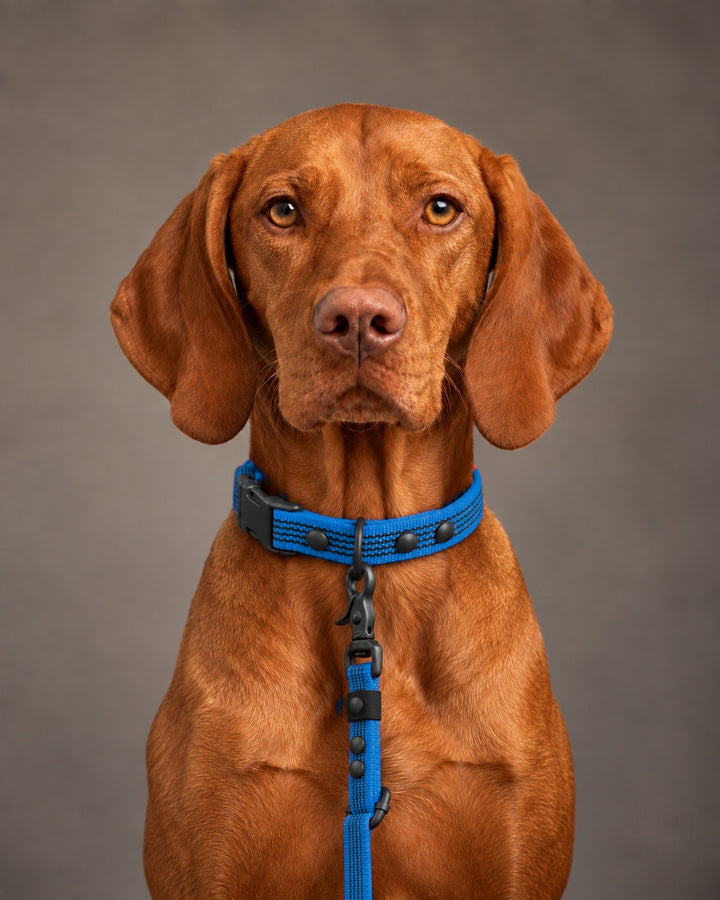 Leash FLEX, Blue / Black, on a dog