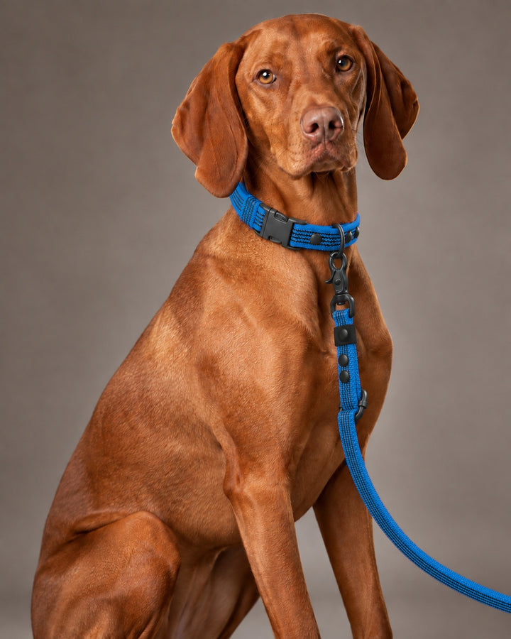 Leash FLEX, Blue / Black, on a dog