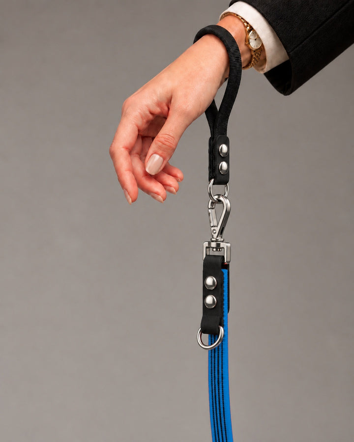 Leash FLEX, Blue / Silver, on a dog