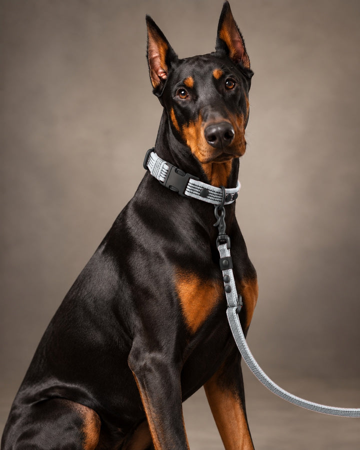 Leash FLEX, Gray / Black, on a dog
