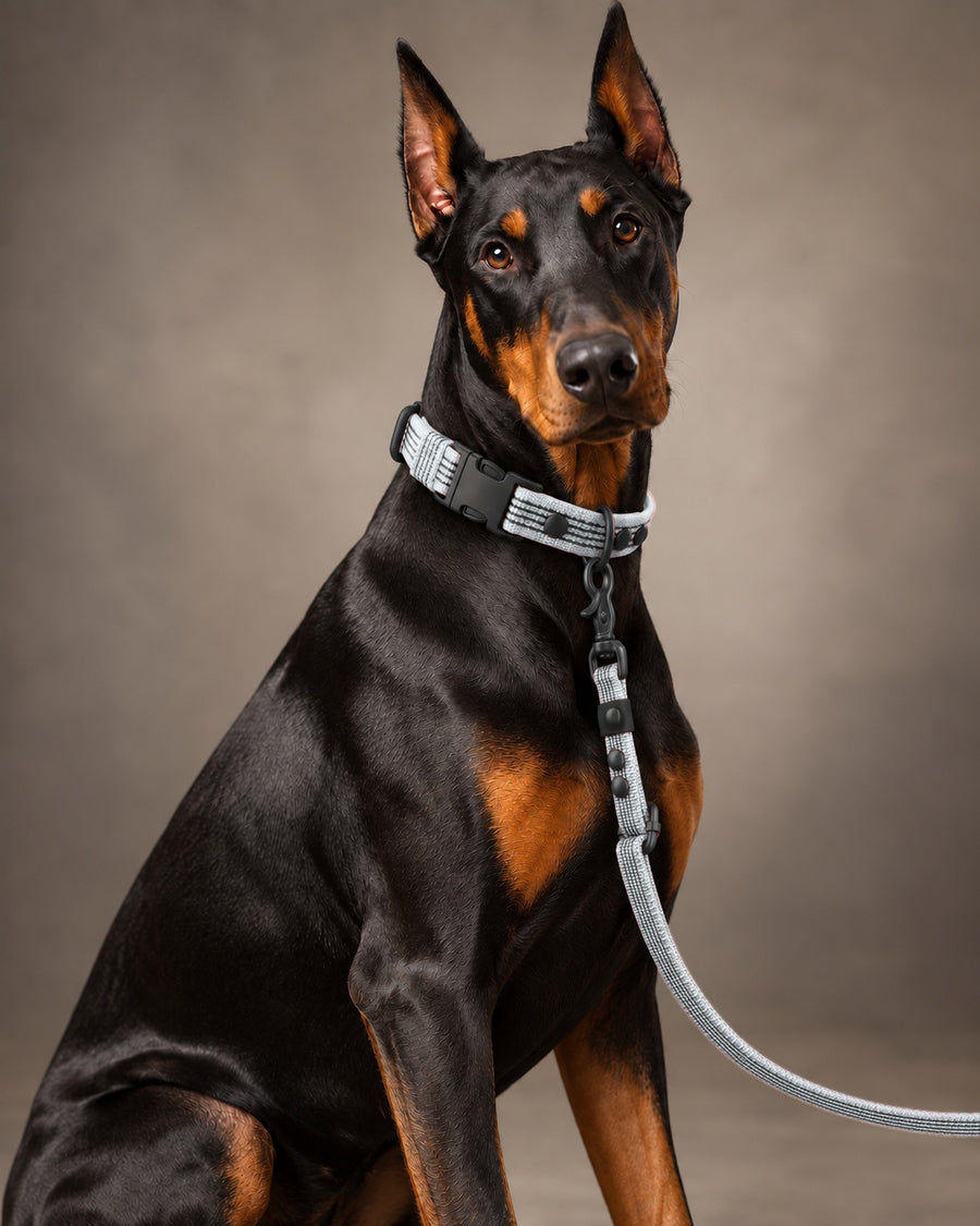 Leash FLEX, Gray / Black, on a dog