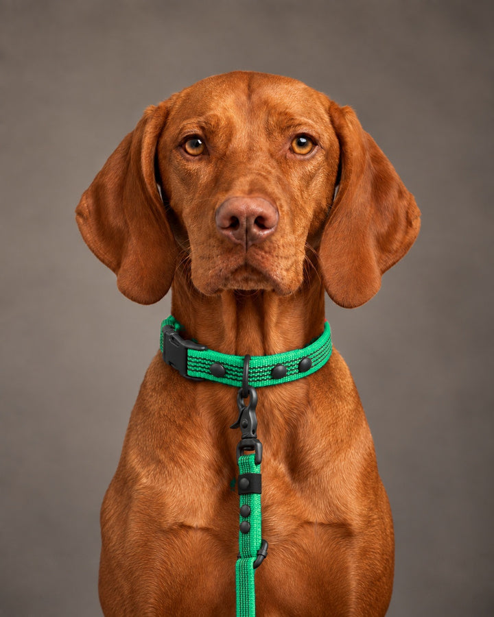 Leash FLEX, Green / Black, on a dog