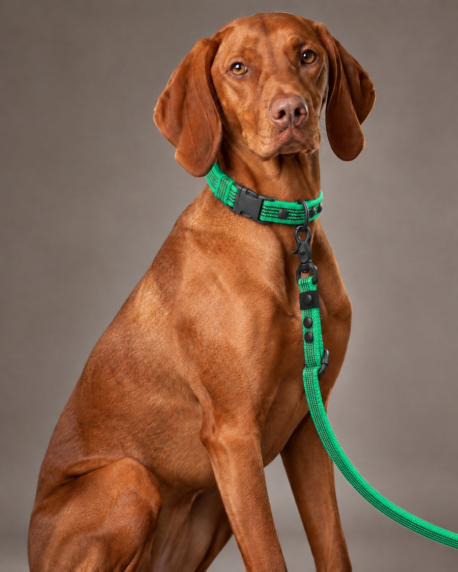 Leash FLEX, Green / Black, on a dog