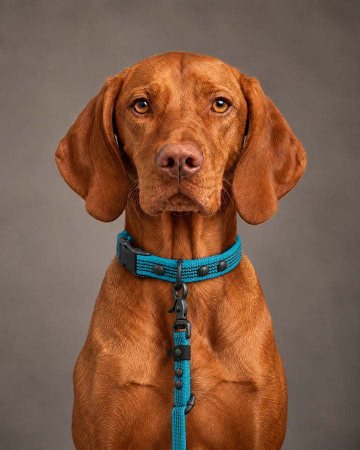 Leash FLEX, Kerosene / Black, on a dog