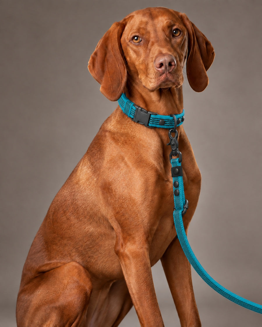Leash FLEX, Kerosene / Black, on a dog